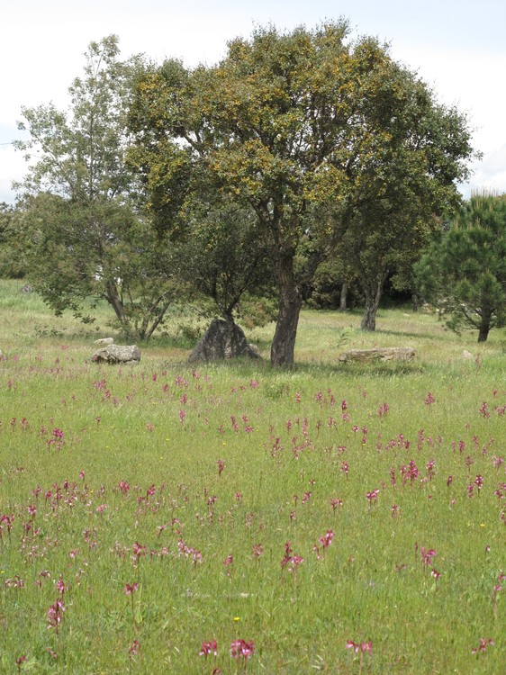 Anacamptis papilionacea